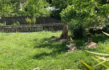 Les oiseaux du paradis - Foto 17