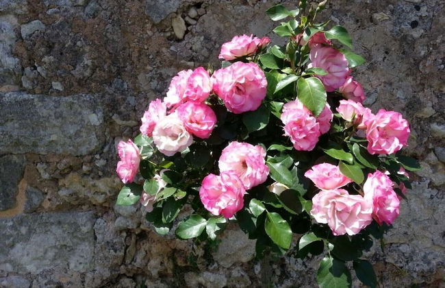 Masseria Costarella - Photo 62