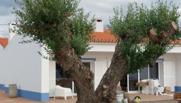 Casa Com Vagar - Foto 3, Garden