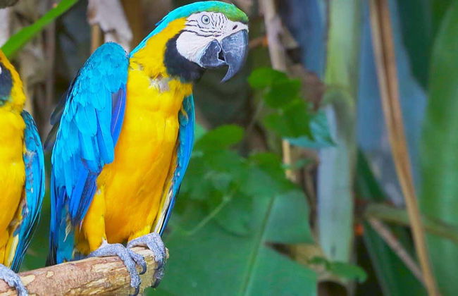 Gran Mojos Birdwatching Activity - Foto 6