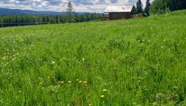 Secluded Log Cabin, 30 min from Chena Hot Springs - Foto 4