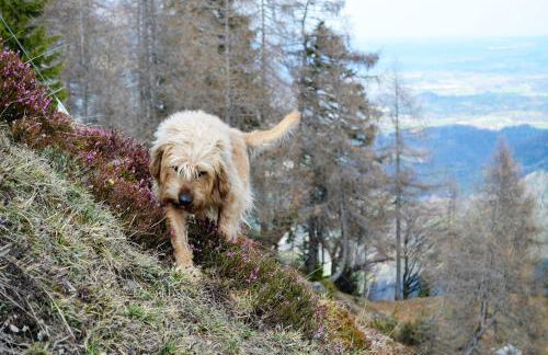 Altes Zuhaus Sachrang - Foto 10