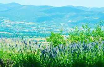 Vigna del Poggio - Foto 23