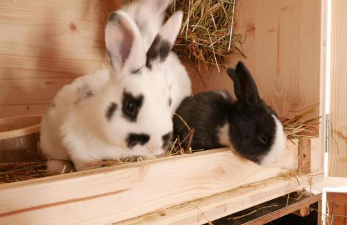 Haus Trötschler - Photo 5