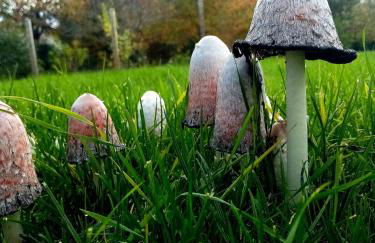 Repos et détente au cœur des richesses du Poitou - Foto 19