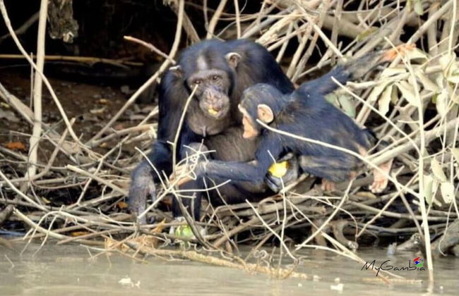 Seaview 1-bed Suite on Cape Point Beach, Bakau - Bojang River Lodge - Foto 12
