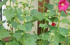 Ostoja Kamionki - Foto 26