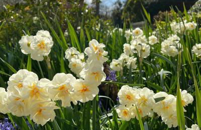 Norburton Hall Cottages - Photo 26