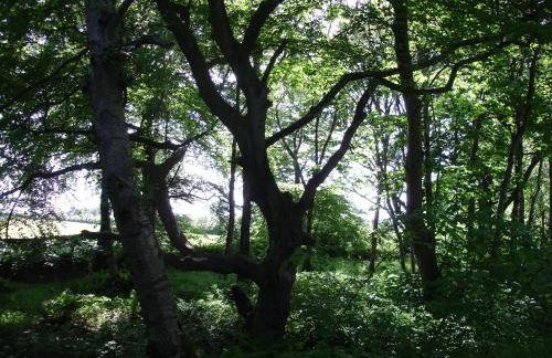 Country Garden House Holiday Homes - Foto 31