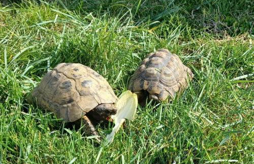 Villa proche d'Avignon - Photo 14