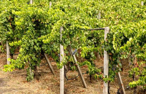 Villa MELANY Casa Vacanza - Foto 27