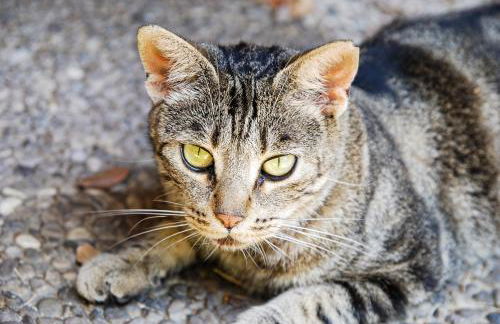 Home & Pet - Fiori - Foto 27