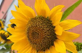 Agriturismo Su Barraccu - Foto 21