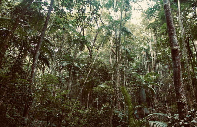 Tijuca National Park Cave & Waterfall Hike - Photo 1
