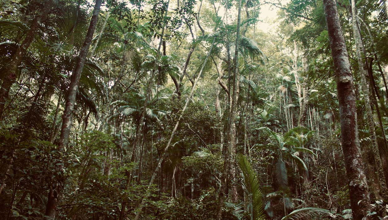 Tijuca National Park