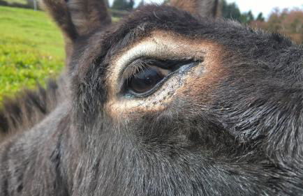 Funny-Farm - Foto 10