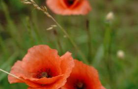 Domki na Górniej Łące - Domek Górny - Foto 63