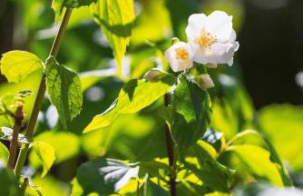 Gîte du Rouard - Foto 34