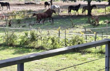 Cottage Rubens 11 2chambres calme - Foto 7