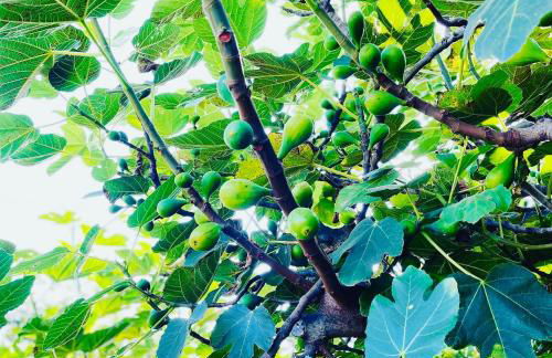 The Farm House.23 - Foto 41