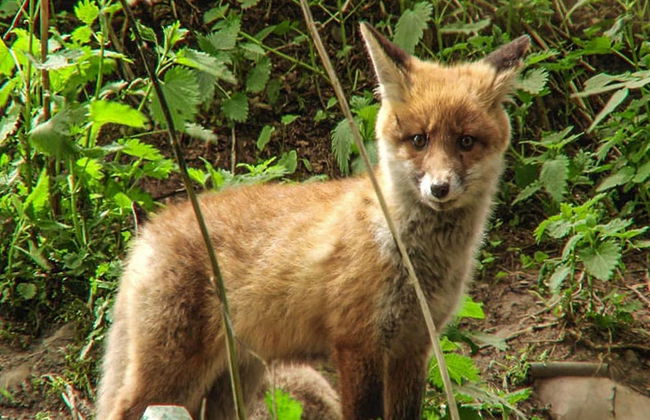 Log Cabin in Hasselfelde Near Harzer-hexen-stieg - Foto 21