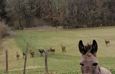 Gîte 4 pers proche cure thermale, Futuroscope, calme et nature à La Roche Posay - Foto 7