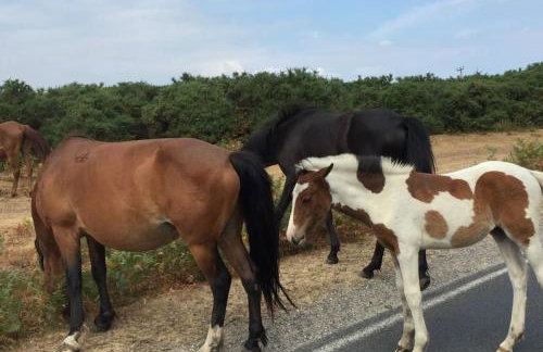 Luxury New Forest Barn, ideal for couples - Photo 16