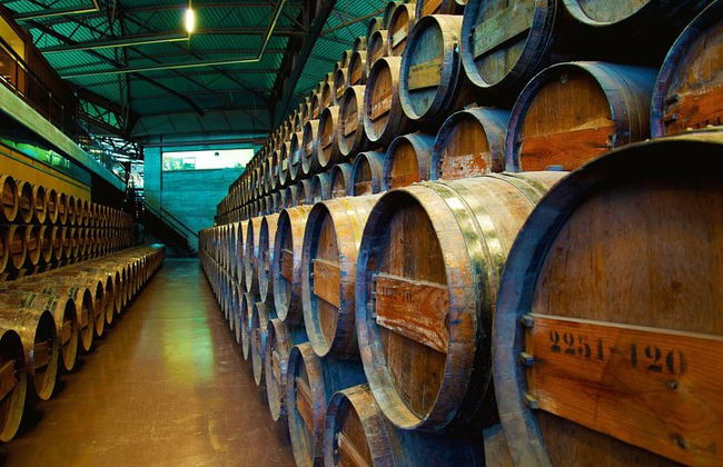 Arrabida and Bacalhoa Wine Tasting Private Tour from Lisbon - Photo 9