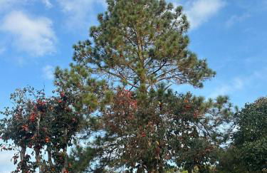 Recanto Paraíso - Foto 31