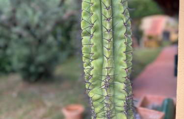 La Limonaia di Vanna - Foto 70