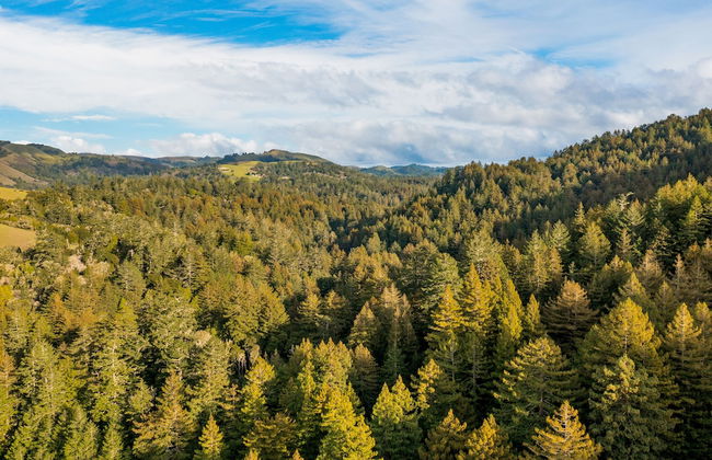 Pacific Coast Redwoods Cabin for Family - Foto 75
