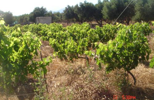 Zorbas Rooms - Photo 19