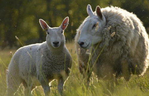 Sweet Pea Cottage, Amroth - Foto 39