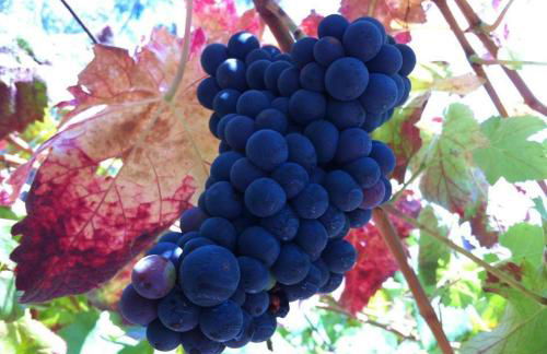 Eira das Carvalhas - Photo 27