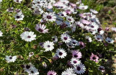 Résidence de tourisme Les Hauts de l'Avena - Foto 18