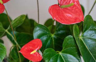 Le Rochelois - Foto 39