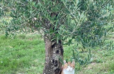 Studio meuble neuf - Foto 15