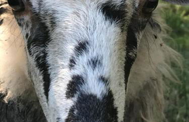 La Fournière de Jean - La Téouleyre - Foto 23