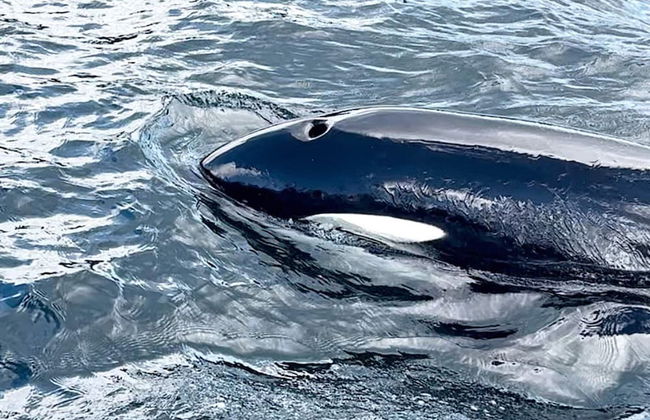 7 Person Holiday Home in Huglo-by Traum - Foto 24