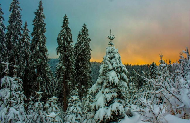 Ferienwohnung im Bayerischen Wald mit Sauna - Foto 32
