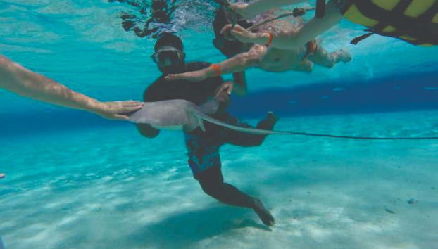 Nado con mantarrayas