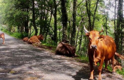 Cardenha das Formiguinhas - Foto 37
