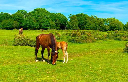 Forest lodge - Foto 44