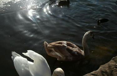 Ferienwohnung mit kleinem Garten - Foto 75