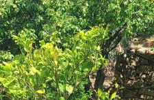 Antico Principato di Seborga - Foto 24