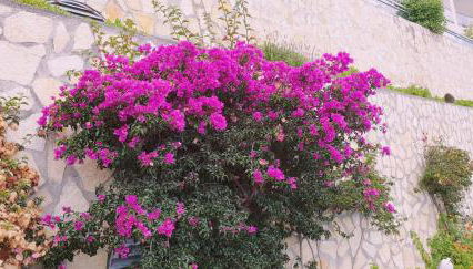 La terrazza di monaco - Foto 5