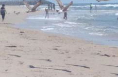 Bela Vista Barrinha - Foto 18