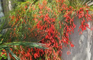 Apartmani Marinović - Foto 24