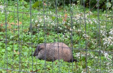 Bucks County Home Farm Philadelphia Dog Friendly - Foto 52