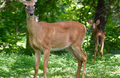 Paddler's Lane Retreat - Foto 67